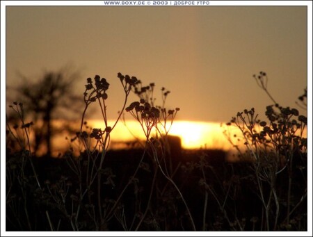 ДОБРОЕ УТРО