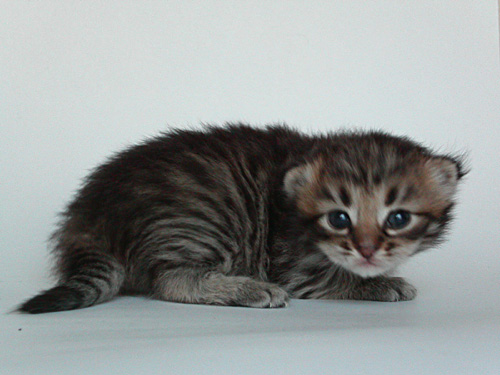 котенок