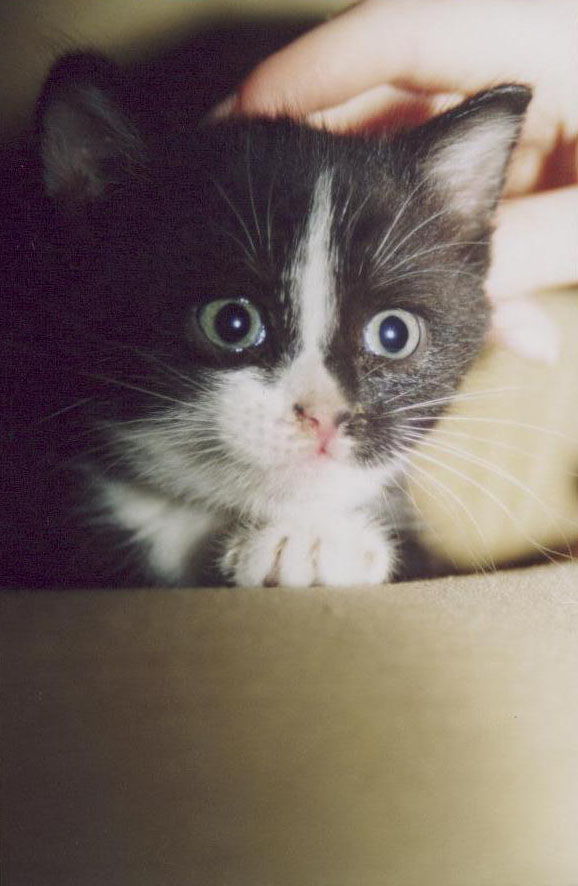 Котенок