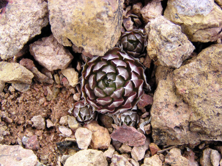 Есть ли жизнь на Марсе ?!