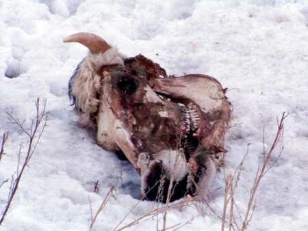 Травоядные