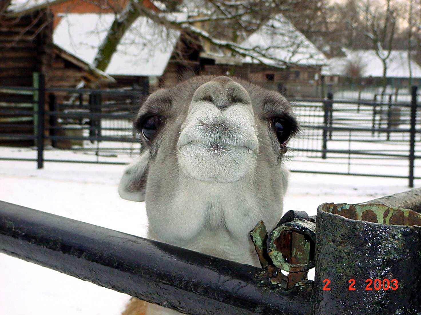 Зверушка