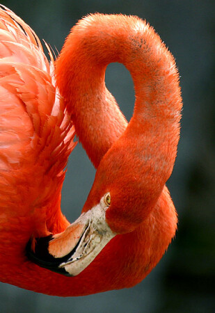 KRENDEL' IZ FLAMINGO
