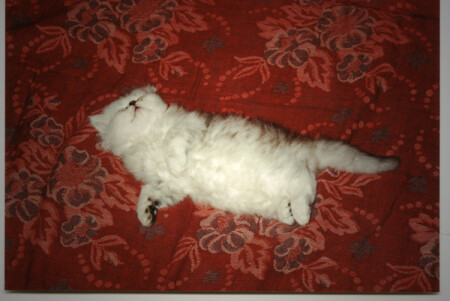 spi moi kotenok usni........