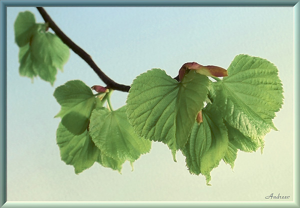 Tilia
