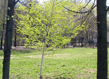Весенние контрасты