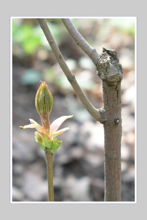 Два поколения