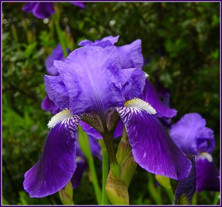 Iris