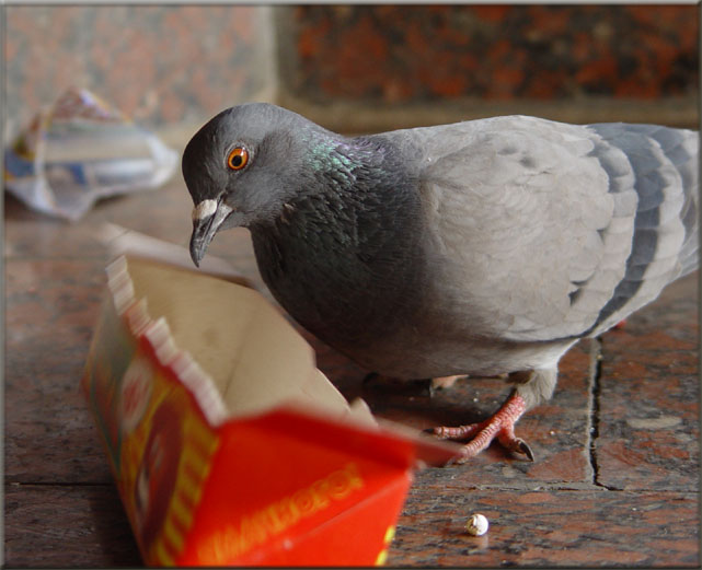 Вася, я тоже хочу Lays!