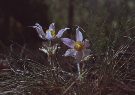 текущий рабочий стол