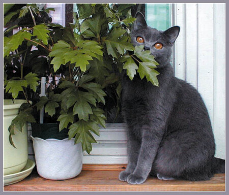 Маскировка