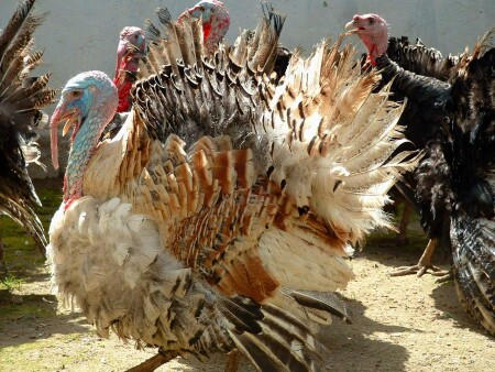 Психологическая атака