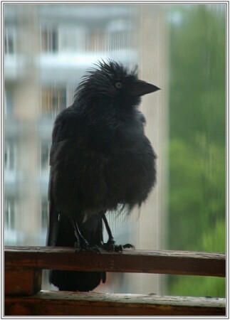 Я беременна - это временно ...