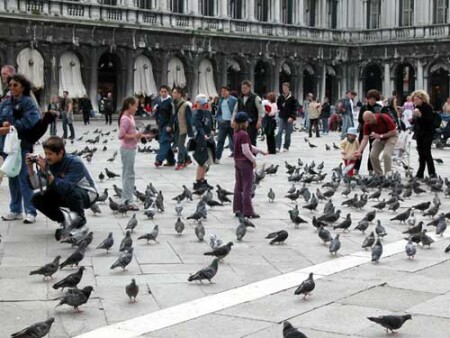 А голубей то сколько!