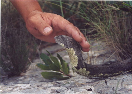  Не осторожно !!! Не укусит!!!