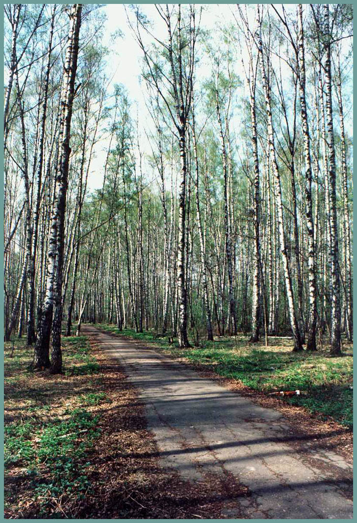 Утро в лесу