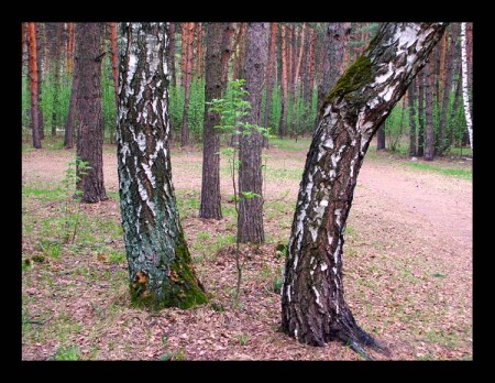 В весеннем лесу