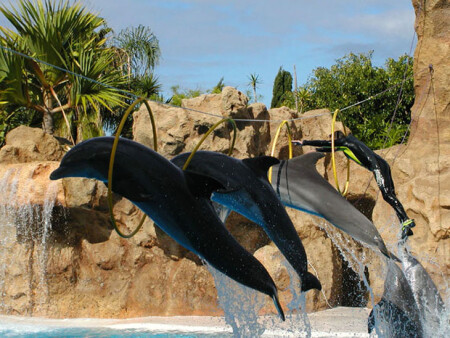 В команде дельфинов замена...