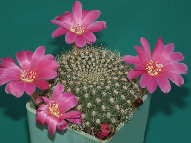 Rebutia carminea Buin syn. Rebutia violaciflora var. knuthiana (Bacbg) Don