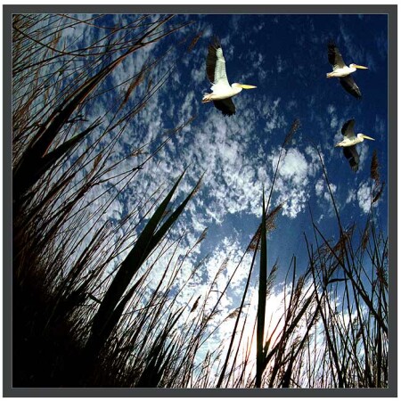 Flight above a high grass (Nature) (Digital)