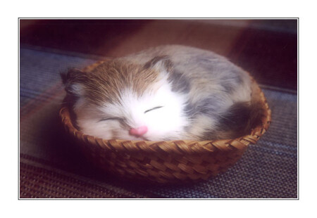 Pussy Cat