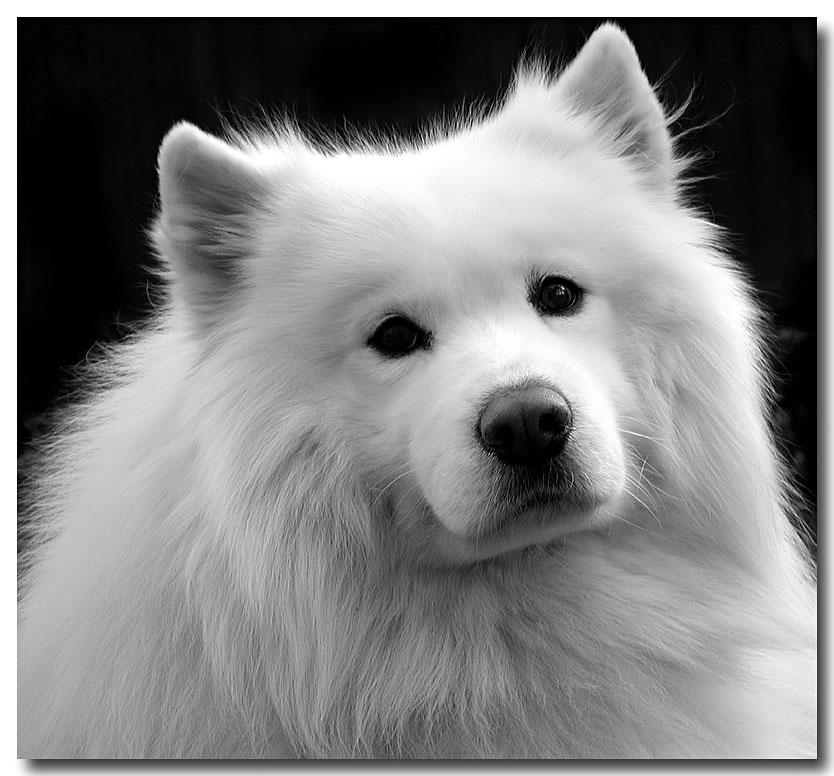 Друг(из серии SAMOYED)