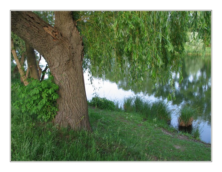 Очень зелёная зелень