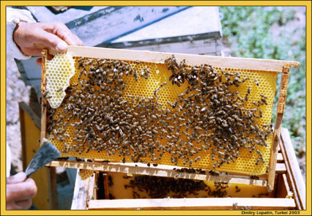 Кавказцы в Турции