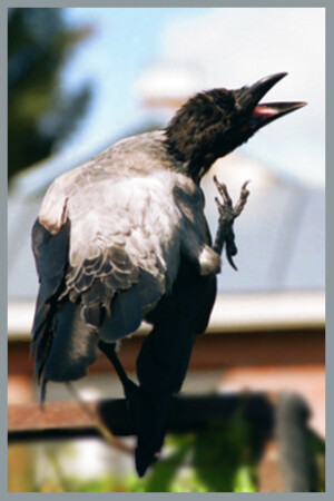 &quot;КАРРррузо&quot;