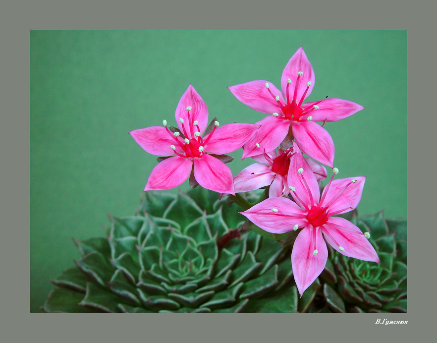Знакомства: есть такое растение - Graptopetalum