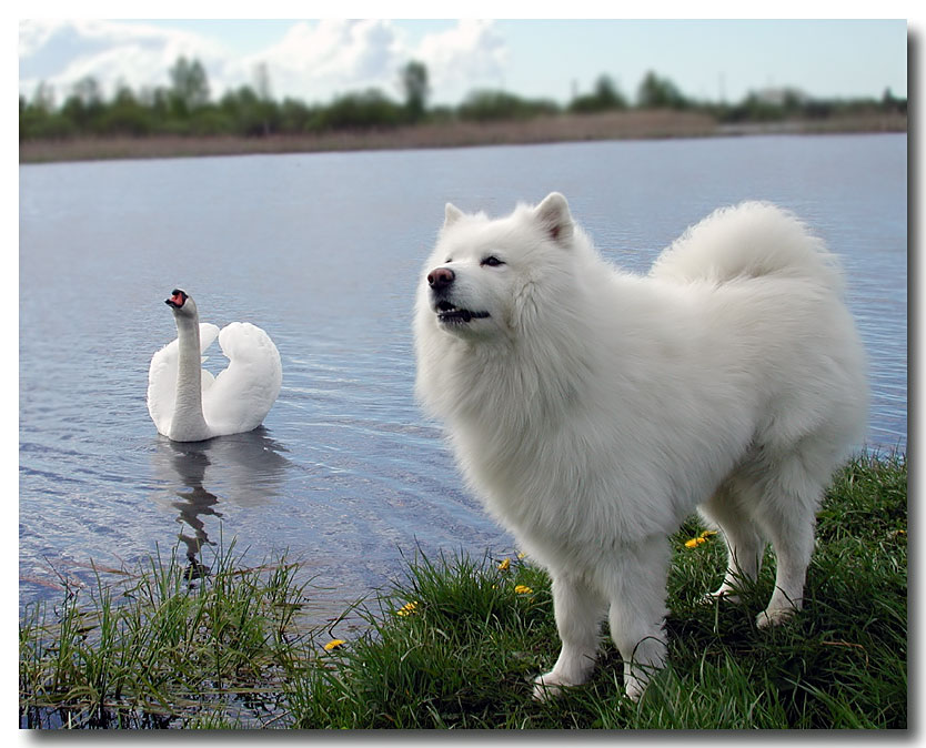 Мы белые,голодные...(из серии SAMOYED)