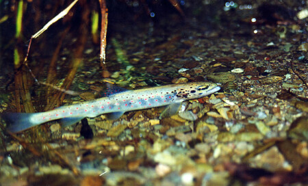 Forel'