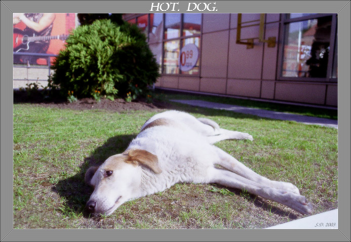hot.dog.