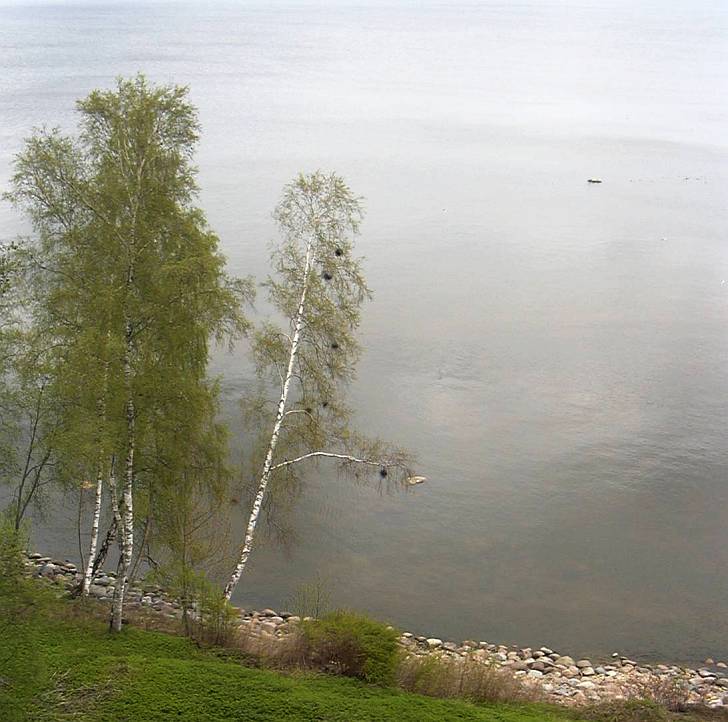 березки.май