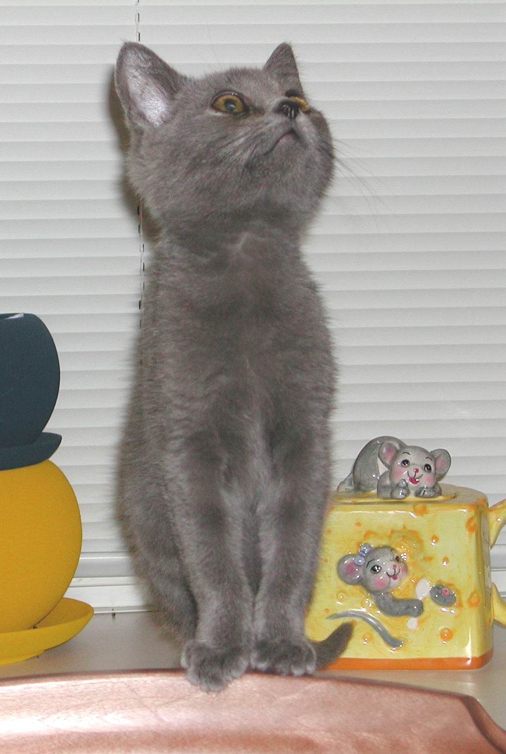 Это я, котенок "ГАВ"!