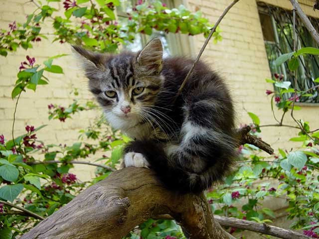 Кот =)