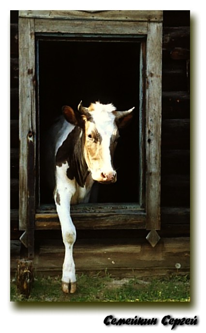 tucows (repost)