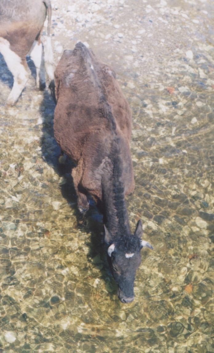 Водопой