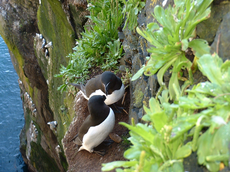 birds