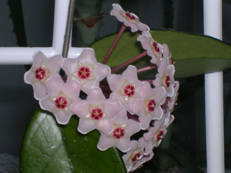 *****5*****"Восковик"