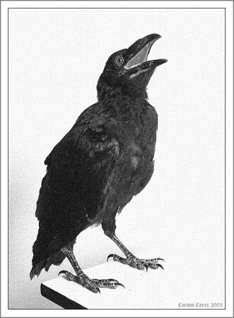 Черный на белом