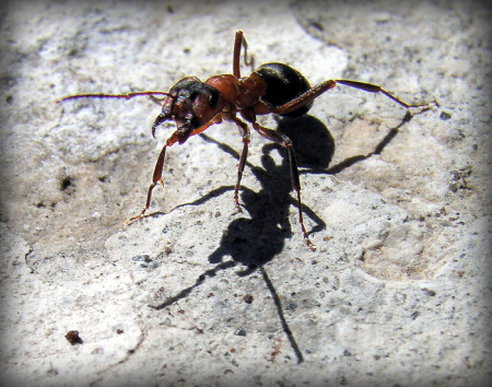 Твоя моя дружба предлагает, говоришь?