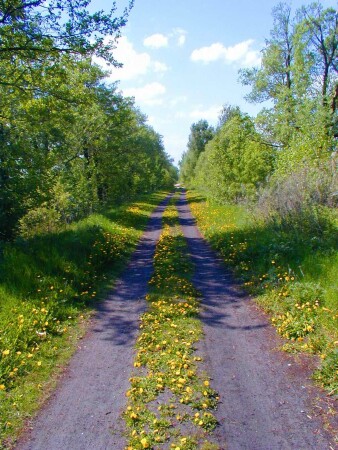 Цветочная дорога