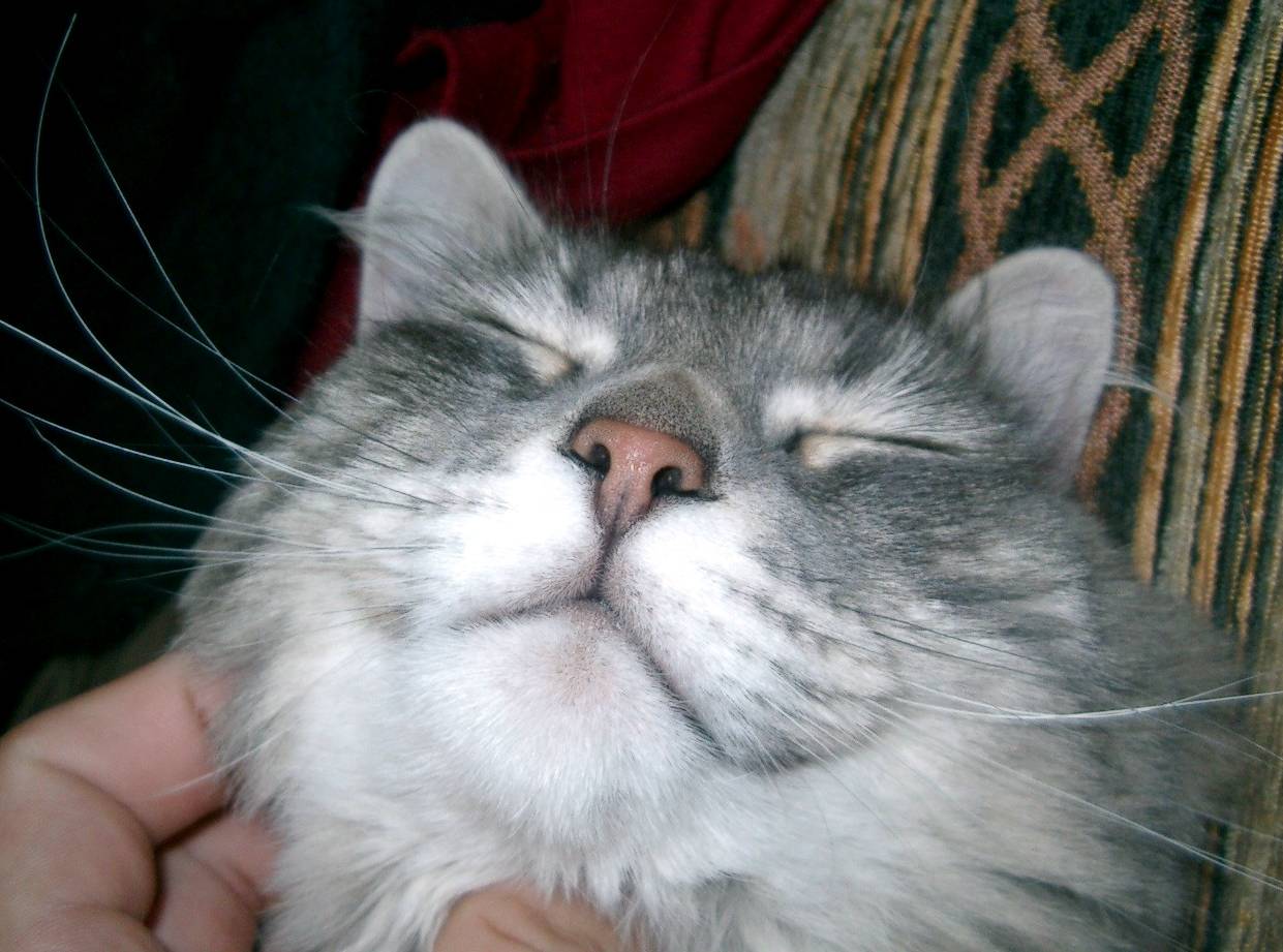 Кошачье счастье!