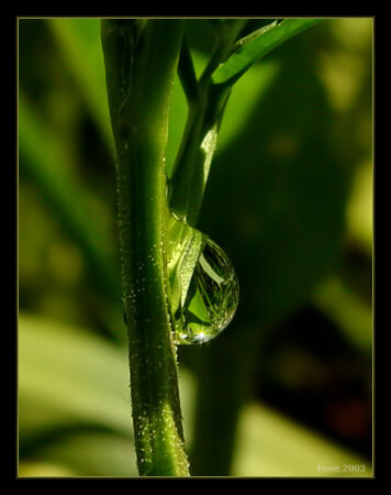 Еще одна слезинка...
