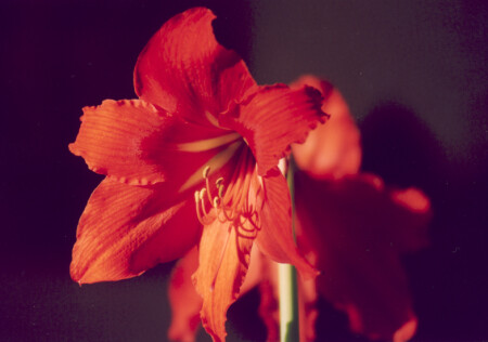 Гиппеаструм расцвел.