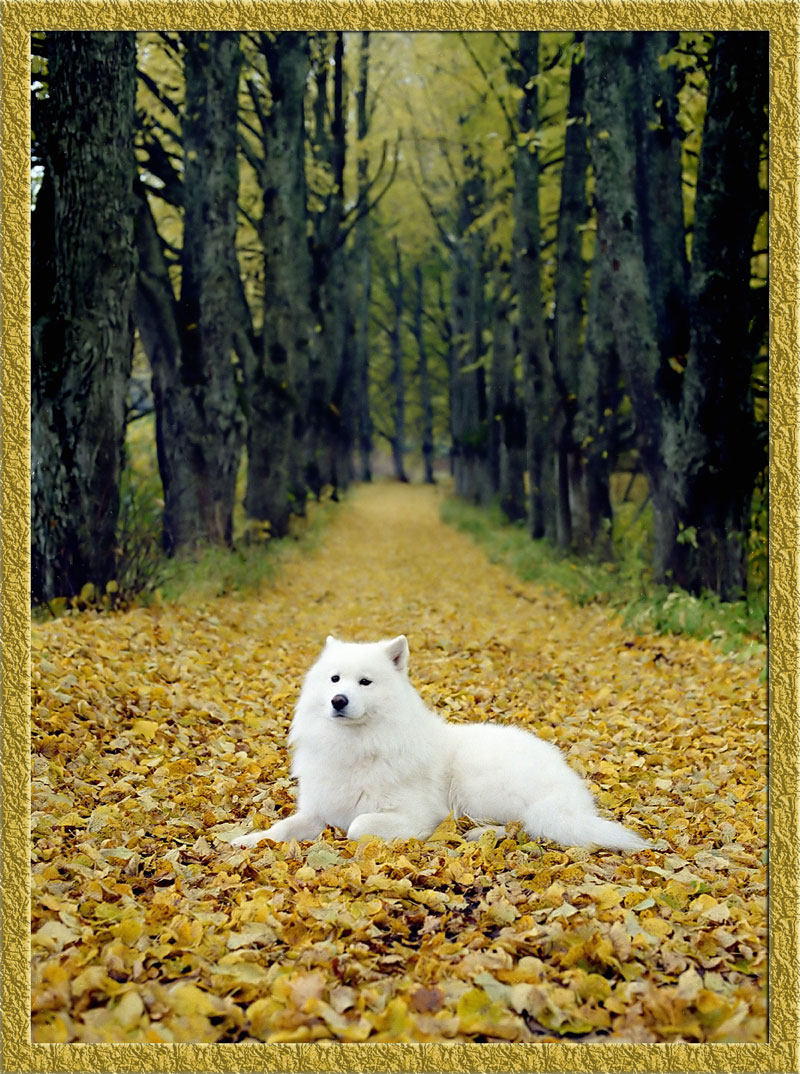 Осенняя пора,очей очарованье...(из серии SAMOYED)