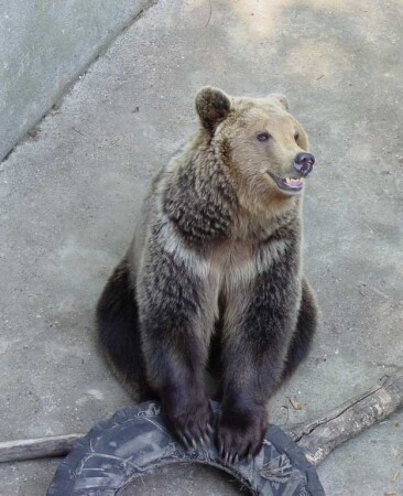 Мишка, где твоя улыбка...