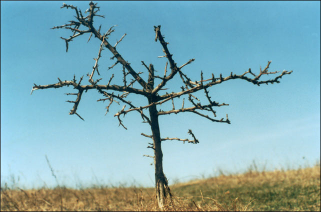 Scorched Earth