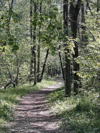 Утро в лесу